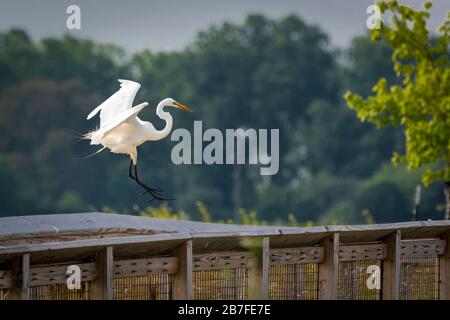 Great Egret kommt zu einer Landung auf einem Geländer. Stockfoto