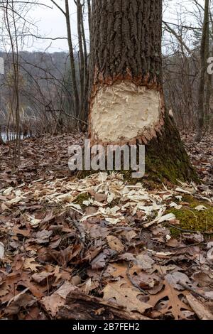 Baum von American Beaver (Castor candensis), E USA, von James D Coppinger/Dembinsky Photo Assoc gennagt Stockfoto