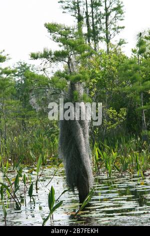 Kahlzypressebäume, (Taxodium distichum), spanisches Moos, Okefenokee Swamp, Georgia und Florida, USA, von Dembinsky Photo Associates Stockfoto