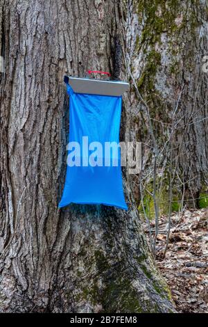 Ahorn Sugar sap Gathering from Sugar Maple Trees, SW Michigan, USA, by James D Coppinger/Dembinsky Photo Assoc Stockfoto