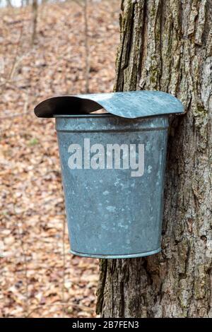 Ahorn Sugar sap Gathering from Sugar Maple Trees, SW Michigan, USA, by James D Coppinger/Dembinsky Photo Assoc Stockfoto