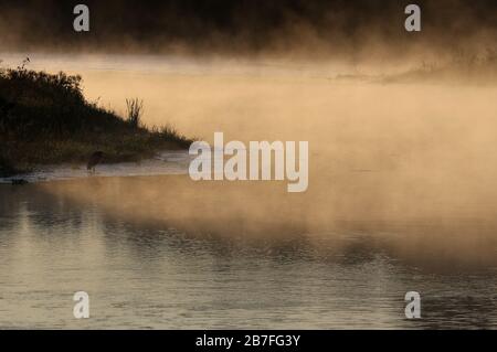 Golden Mist steigt vom Conestogo River ab, als ein großer blauer Heron (Ardea herodias) geduldig am Ufer wartet, vor St. Jacobs, Ontario, geschossen wird. Stockfoto