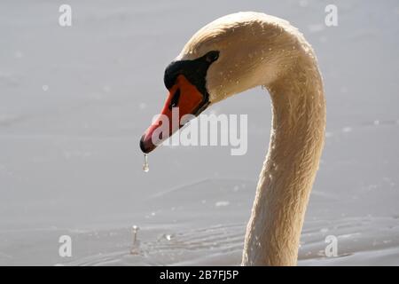 Höckerschwäne Paarung Stockfoto
