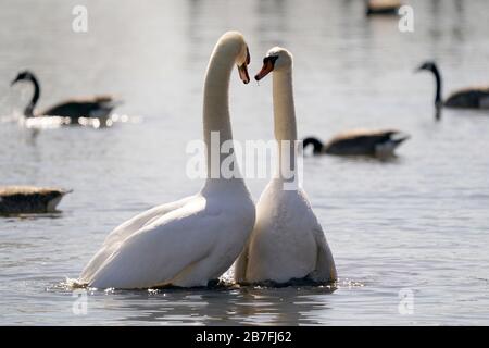 Höckerschwäne Paarung Stockfoto