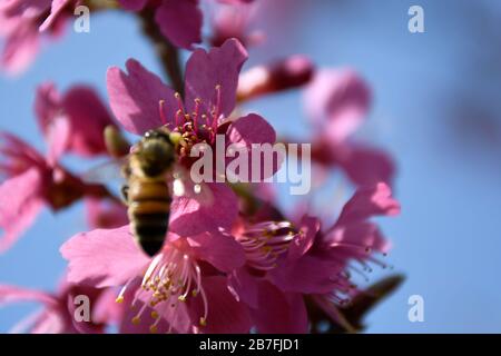 Makro von Pink First Lady Baum mit Biene füttert blauen Himmel Hintergrund Stockfoto