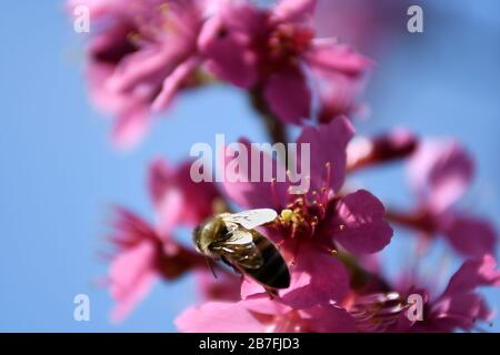 Makro von Pink First Lady Baum mit Biene füttert blauen Himmel Hintergrund Stockfoto