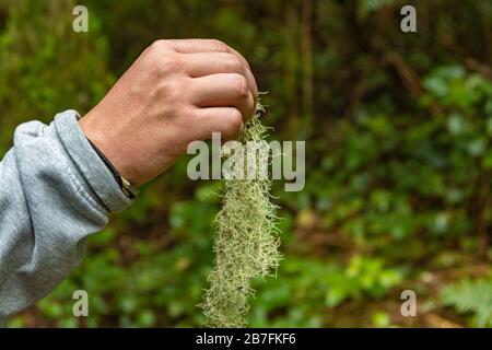 Ein junger Mann auf einem Spaziergang durch den einzigartigen Wald von Anaga. Hält ein Flechten in der Hand. Reine Natur und saubere Luft: Ulneas wachsen auf Bäumen am Moun Stockfoto