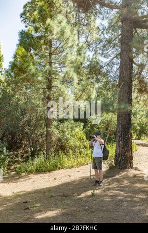 Ein junger Reisender in einer Kappe mit Rucksack steht im Schatten einer Kiefer und fotografiert. Kiefernwald mit trockenen Kiefernblättrigen Nadeln Teppich n Stockfoto