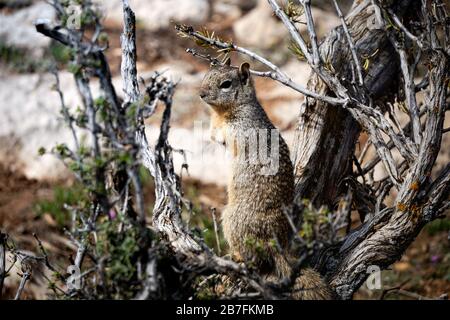 Wundervolle Fahrt im US-Park im Frühjahr. Cinematic Monument Valley, der erstaunliche Grand Canyon und der magische Antelope Canyon sowie die berühmte Horseshoe Bend. Stockfoto