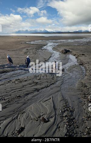 Drei Weißkopfseeadler, einer unreif, sitzen auf Treibholz an einem Strand im Südosten Alaskas. Stockfoto