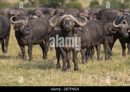 Der afrikanische Kap-Buffalo-Bulle mit großen Hörnern steht aggressiv mit Herde hinter ihm vor der Kamera. Stockfoto