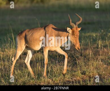 Ein einziger hartebeest Spaziergang im goldenen Morgenlicht des Maasai Mara Reservats in Kenia. Stockfoto