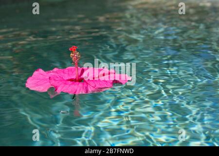 Rosafarbene Hibiskusblüte, die in Wasser schwimmt. Stockfoto