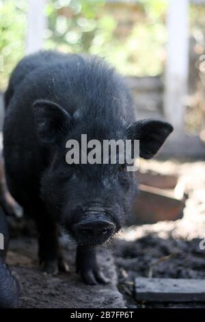 Vietnamesisches schwarzes Schwein mit Bast. Herbivore Schweine. Stockfoto