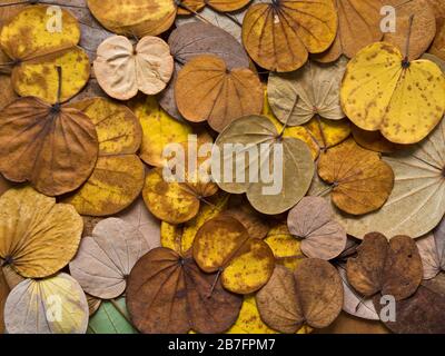 Bunte Blätter fallen im Herbst vom Schmetterlingsbaum Stockfoto