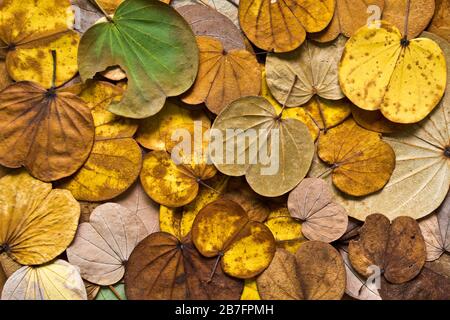 Bunte Blätter fallen im Herbst vom Schmetterlingsbaum Stockfoto