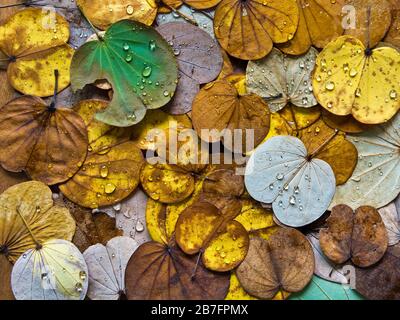 Bunte Blätter fallen im Herbst vom Schmetterlingsbaum Stockfoto