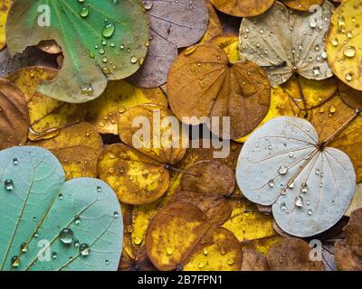 Bunte Blätter fallen im Herbst vom Schmetterlingsbaum Stockfoto