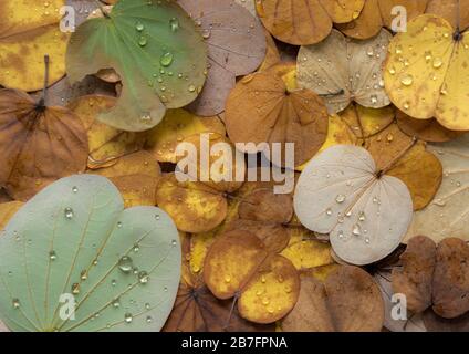 Bunte Blätter fallen im Herbst vom Schmetterlingsbaum Stockfoto