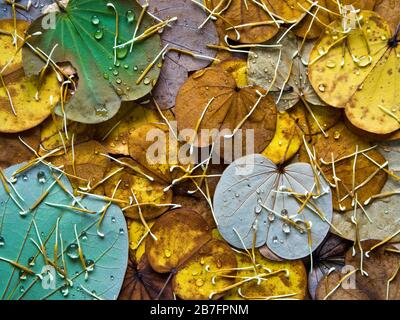 Bunte Blätter fallen im Herbst vom Schmetterlingsbaum Stockfoto