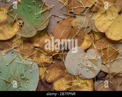 Bunte Blätter fallen im Herbst vom Schmetterlingsbaum Stockfoto