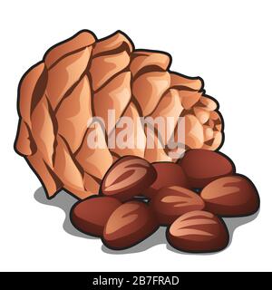 Zeder-Kiefer-Kegel mit auf weißem Hintergrund isolierten Nüssen. Nahaufnahme des Vektor-Cartoons. Stock Vektor