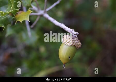 Quercus coccifera - Wilde Pflanzen im Herbst erschossen. Herbst Stockfoto