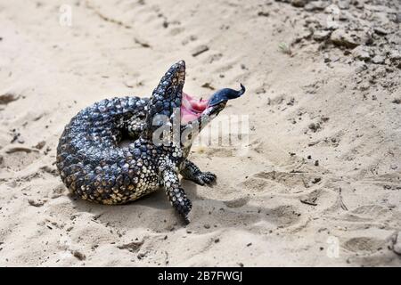 Diese Schingle-back-Echse versuchte mich mit seiner dunklen Zunge abzuschrecken. Er hat auch das, was am Rand seines Mundes aussieht. Stockfoto