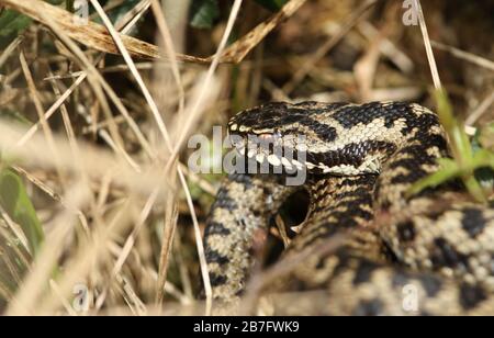 Ein wunderschöner Adder, Vipera berus, Schlange gerade aus dem Winterschlaf, der sich bei Sonnenschein am Morgen sonnen lässt. Stockfoto