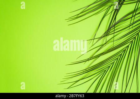 Tropische Palmenblätter auf grünem Hintergrund mit Kopierbereich für Ihren Text. Draufsicht, flacher Lay. Sommer, minimalistisches Konzept. Robelini verzweigt. Stockfoto