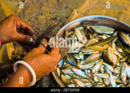 Eine bangladeschische Frau, die einheimische Fischarten säubert, die für schwangere und stillende Mutter eine sehr wichtige Quelle von Mikronährstoffen ist. Stockfoto