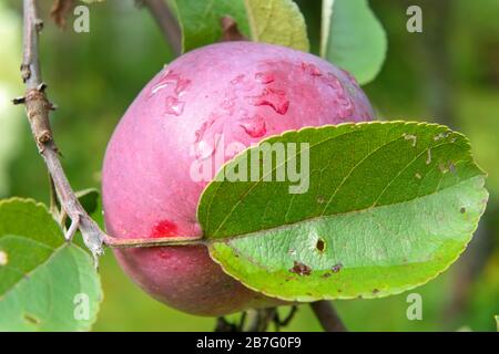 Apfel an einem apfelsaum mit Wassertropfen nach Regen Stockfoto