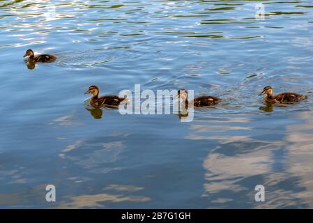 Eine Gruppe junger Kanäle, die im Wasser schweben, in dem Himmel und Wolken reflektiert werden. Stockfoto