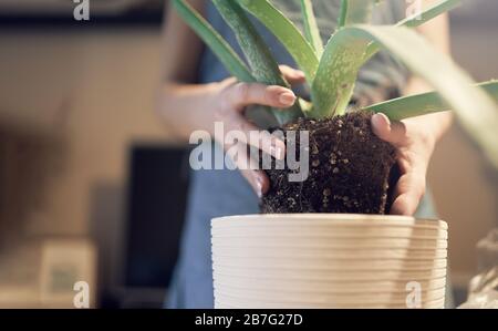 Unerkennbare Frau, die Aloe in den Topf verpflanzt, in den Schrank Stockfoto