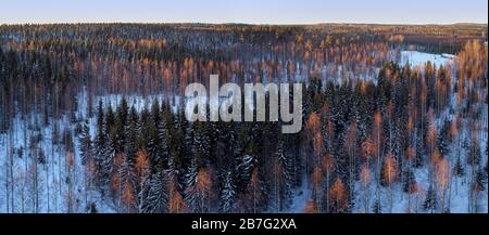 Luftdrone Blick auf eine Winterlandschaft in Finnland. Schneebedeckter Wald. Dramatisches Abendlicht bei Sonnenuntergang. Das Konzept der reinen Natur. Stockfoto