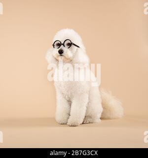 Süße, flauschige weiße Pudel mit Brille oder Brille, die gehorsam über einem braunen Hintergrund im quadratischen Format beiseite blickt Stockfoto