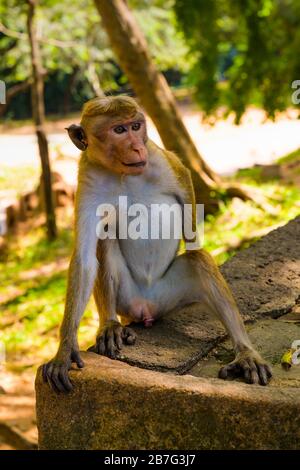 Sri Lanka Ceylon Kulturdreieck Anuradhapura Polonnaruwa Rankot Vihara Primaten wilden Toque Macaque Sinica Affe Stockfoto