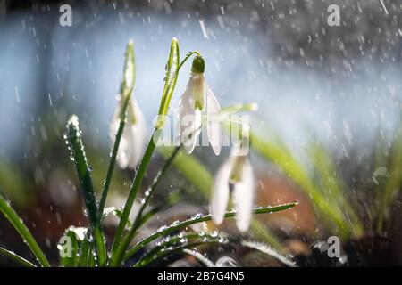 Die ersten Schneetropfen (Galanthus nivalis) mit Regen und Licht schließen. Weiße kleine Blumen im Wald Stockfoto