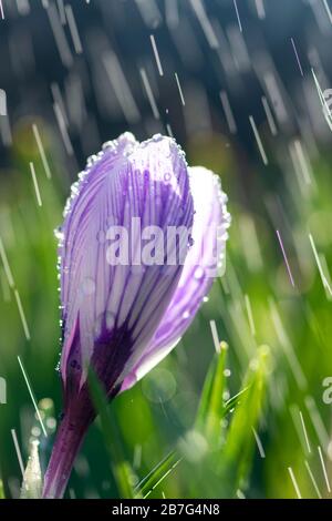 Schöner Frühlingskrokus im Frühlingsregen. Safran im Garten auf dem Rasen. Wassertropfen auf Blumen Stockfoto