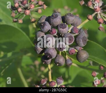 Hedera Helix. Gemeine Efeubeeren. Stockfoto