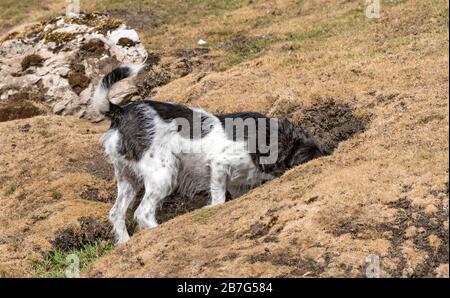 Terrier, der ein Kaninchenloch erkundet. Stockfoto
