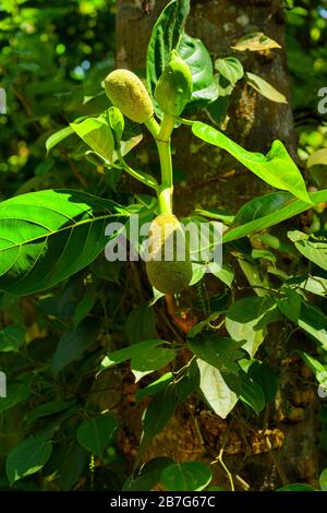 Südasien Sri Lanka Ceylon Ranweli Gewürzgarten Kawudupella Matale Jackfrucht Jack Baum Kos Artocarpus Heterophyllus Stamm Fruchtblätter Stockfoto