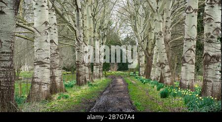 Avenue of Grey Pappel Trees (Populus × Canescens) mit Narzissen auf dem Rundgang bei Ankerwycke, Runnymede, Großbritannien Stockfoto