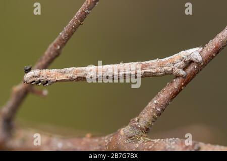 Eine geometrische Mottenlarve, auch Looper-Raupe oder Inchworm genannt Stockfoto