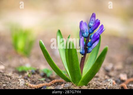 Lila Hyazinthe im Frühfrühling Garten - selektiver Fokus, Kopierbereich Stockfoto