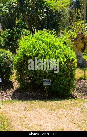 Südasien Sri Lanka Royal Botanical Gardens Perradeniya begann 1371 Südamerikanische Coca-Pflanze Erythroxylum Novograntense Erythroxylaceae Stockfoto