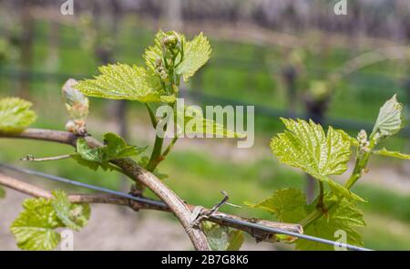 Junge Traubenblüten auf der Rebe schließen sich an. Weinrebe mit jungen Blättern und Knospen, die auf einer Weinrebe im Weinberg blühen. Stockfoto