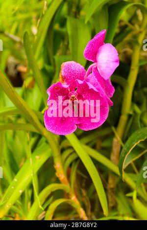 Südasien begann 1371 König Wickramabahu das Orchideenhaus Nahaufnahme Blumen Blüte Blüten Vanda Orchid, V, Orchidaceae, Stockfoto