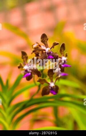 Südasien begann 1371 König Wickramabahu das Orchideenhaus Nahaufnahme Blumen Blüte Blüten Vanda Orchid, V, Orchidaceae, Stockfoto