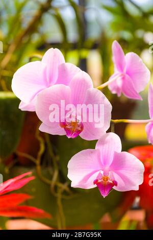 Südasien begann 1371 König Wickramabahu das Orchideenhaus Nahaufnahme Blumen Blüte Blüten Vanda Orchid, V, Orchidaceae, Stockfoto